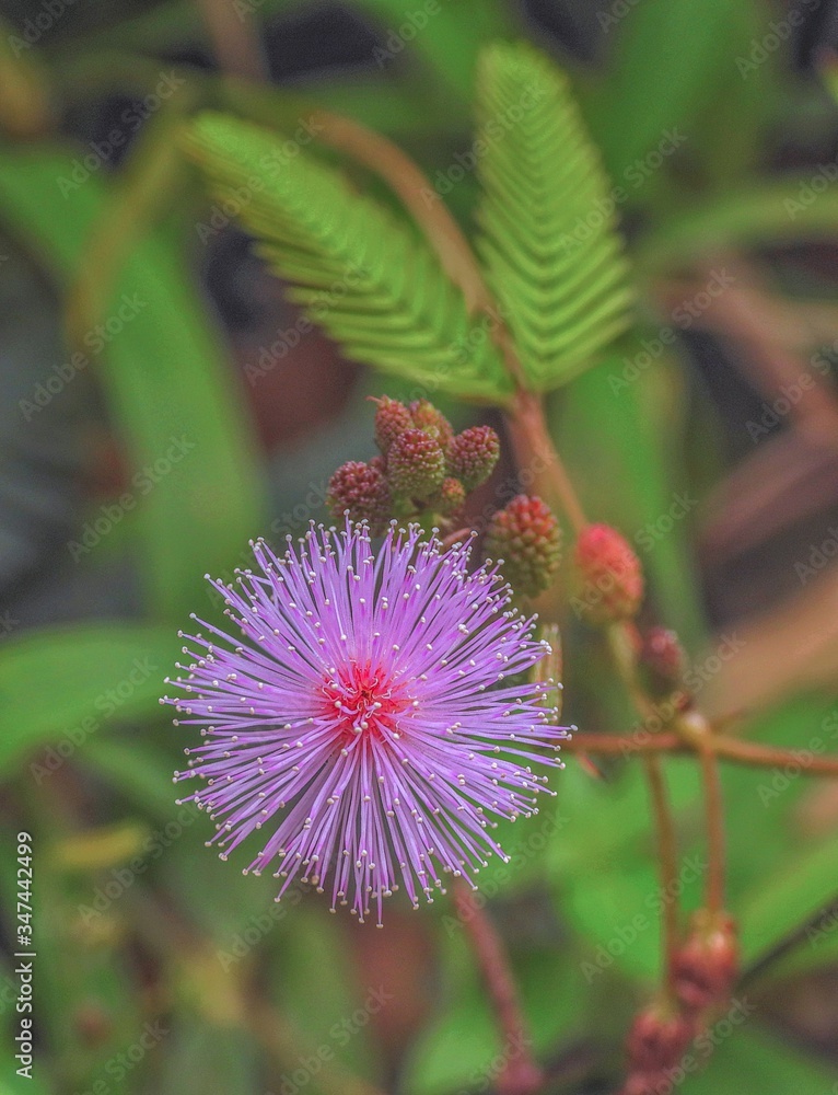 Beautiful pink flower of Mimosa pudica or Touch Me Not pant. Beautiful pink flower of Mimosa pudica or Touch Me Not pant.