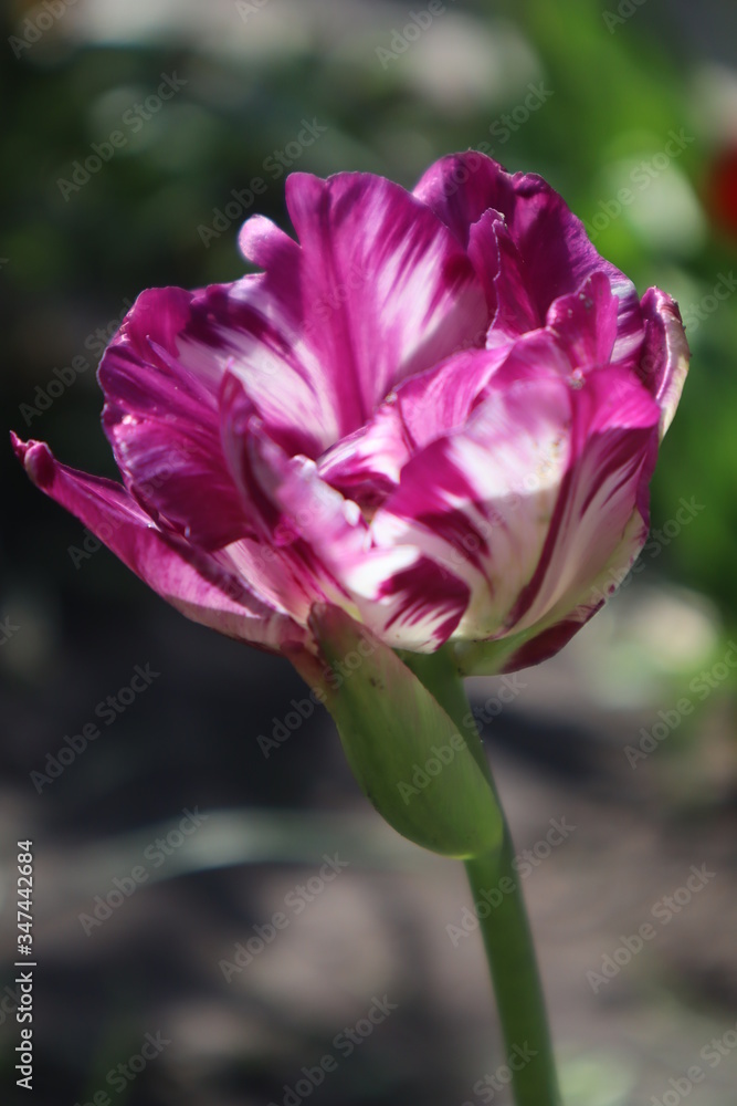 Purple terry tulip in the garden