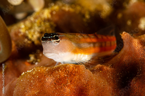 red twocoat coralblenny blenny fish photo