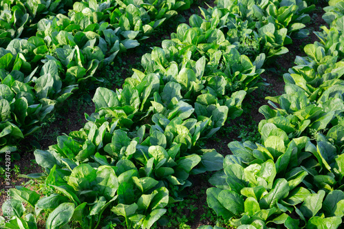 Field planted with spinach