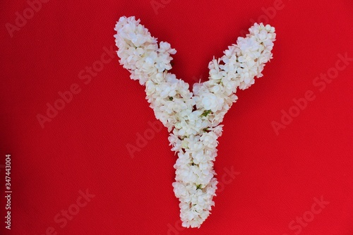 Obraz na płótnie Letter Y made from flowers of white lilac on a red background. Flowers composition. Flat lay. Letter Y made of white flowers. Spring concept. Floral letters of the alphabet for design and decorati w salonie