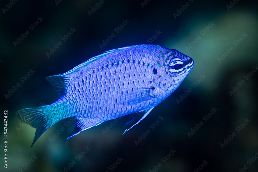 electric blue damselfish damsel fish electric blue damselfish damsel fish