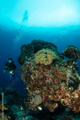 Fototapeta Naklejka Na Ścianę i Meble -  woman diver and coral reef