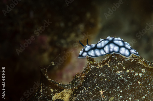 sea slug nudibranch ringed phyllideilla photo