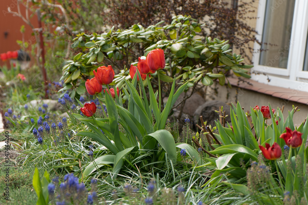 Naklejka premium Tulipany w ogródku