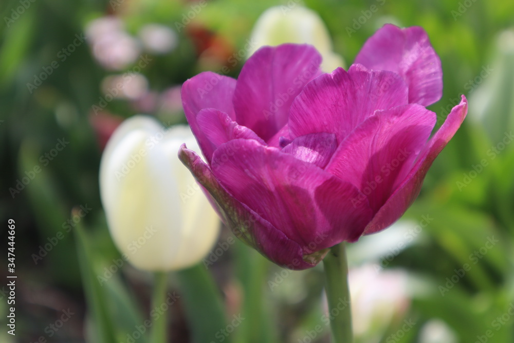 Obraz premium Purple terry tulip in the garden