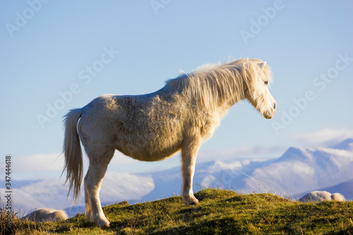 View of a Welsh Mountain Pony on the dunes of Newborough National Nature Reserve with the Snowdonia Mountain Range behind, Isle of Anglesey, North Wales © Liberty Photo Art