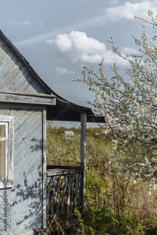 rustic wooden house flowering apple tree and sky rustic wooden house flowering apple tree and sky