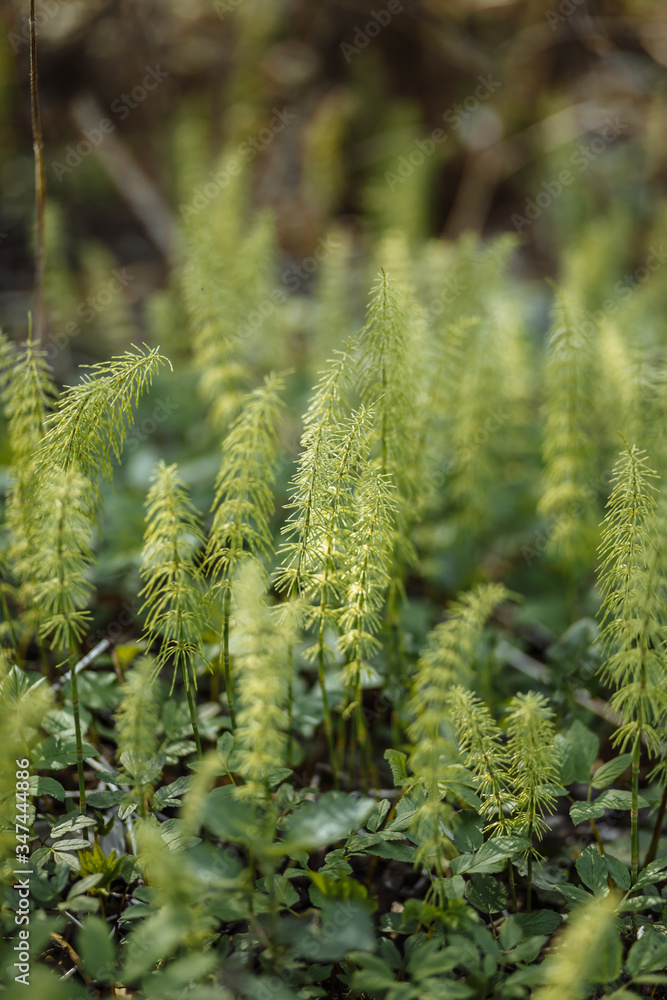 green plants of unusual shape close-up microcosm . green plants of unusual shape close-up microcosm .
