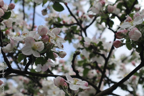 Apple tree flowers. Blooming apple orchard in spring.
