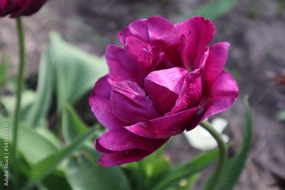 Purple terry tulip in the garden Purple terry tulip in the garden