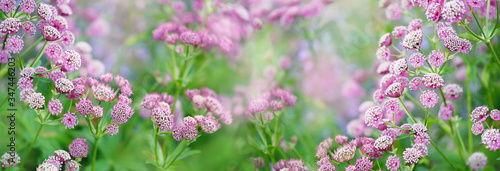 pink wild summer flowers, blossom nature background. flowering garden. spring or summer season