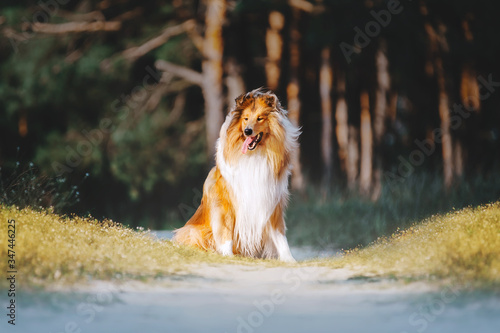 Fototapeta Naklejka Na Ścianę i Meble -  Fluffy ginger collie dog. Large puppy with long hair