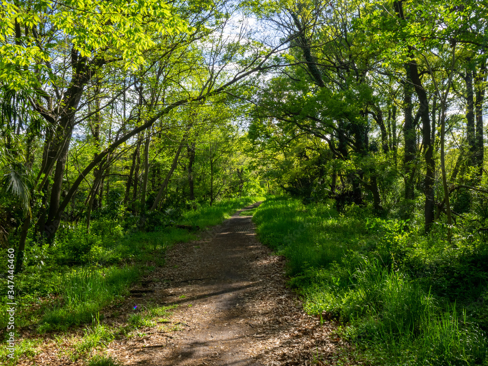 Obraz premium 秋ヶ瀬の雑木林