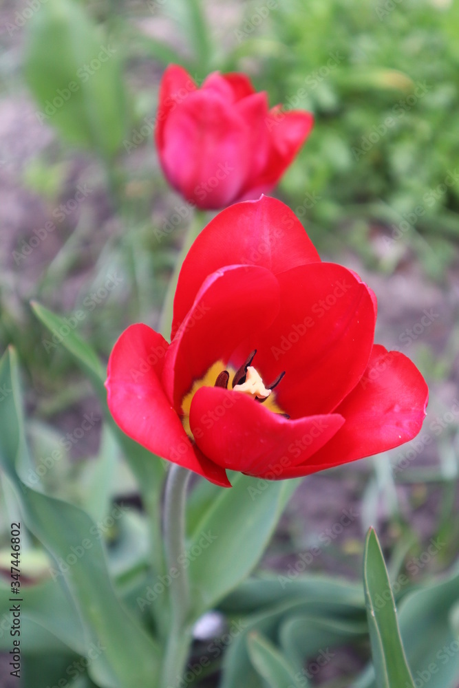 Fototapeta premium Red tulip flowers in the garden 