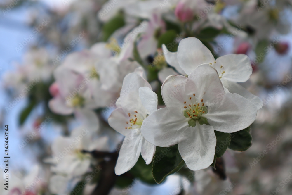 Apple tree flowers. Blooming apple orchard in spring.
Apple tree flowers. Blooming apple orchard in spring.