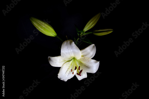 Beautiful white lily isolated on black background