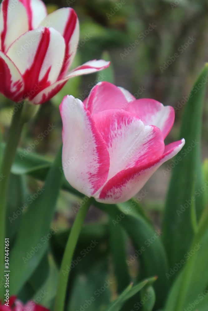 Fototapeta premium Pink tulip flower in the garden. 