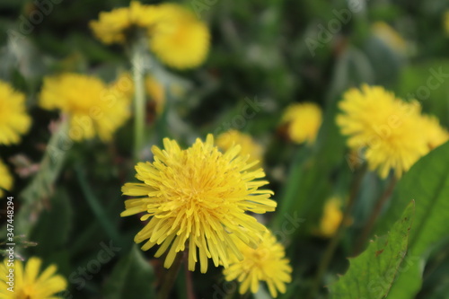 Wallpaper Mural Yellow dandelion flower in the meadow. Torontodigital.ca