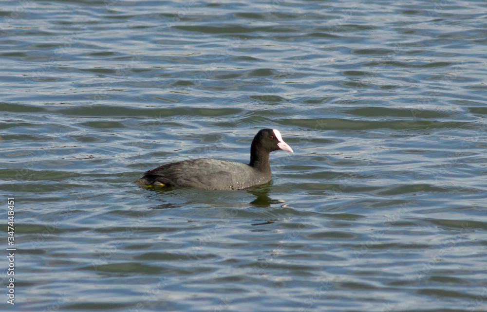 Eurasian coot (Fulica atra) swimming on the lake Eurasian coot (Fulica atra) swimming on the lake
