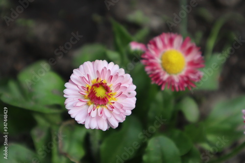 Daisy flowers in the meadow