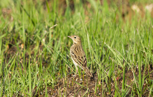 Tree pipit (Anthus trivialis) on the ground