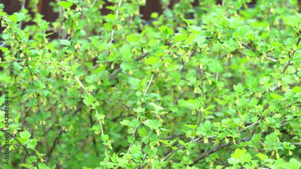Early spring in the garden and beautiful fresh leaves and buds on the gooseberry Bush. Early spring in the garden and beautiful fresh leaves and buds on the gooseberry Bush.