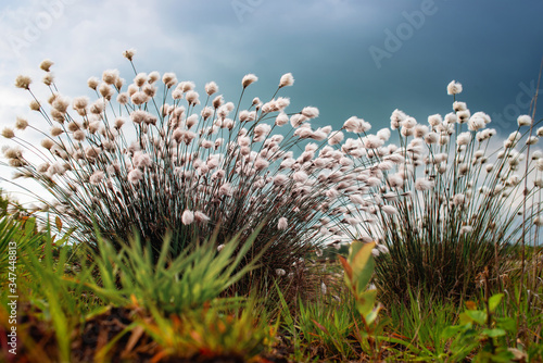 Eriophorum, Wollgräser im Hochmoor der Naturschutzgebiete  photo