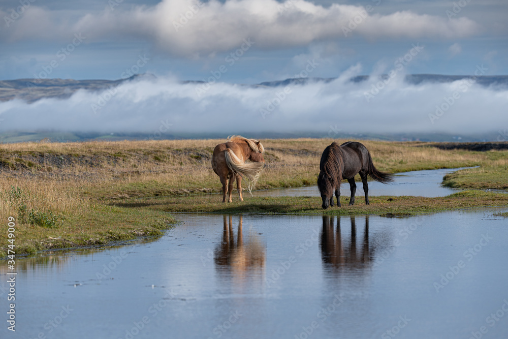 Wild Icelandic horses along the river bank, Iceland. Wild Icelandic horses along the river bank, Iceland.