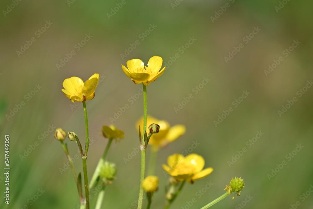 Obraz premium Yellow wild flowers background closeup