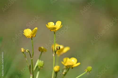 Yellow wild flowers background closeup