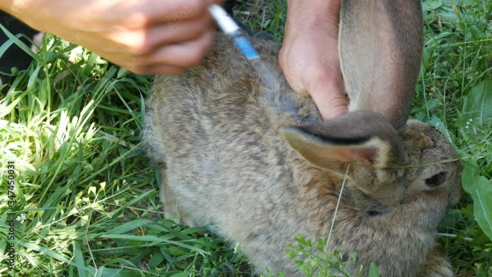 Preventive vaccination of rabbits with an injection of a syringe and a