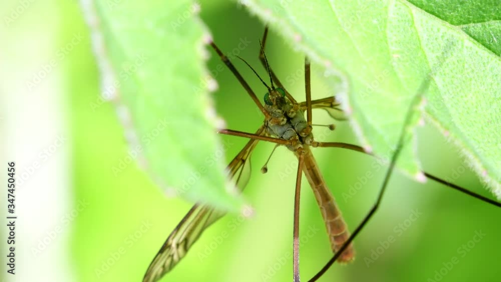 CloseUp movie of Crane Fly on a leaf. CloseUp movie of Crane Fly on a leaf.