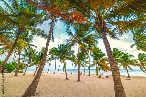 Palm trees in Bois Jolan beach at sunset