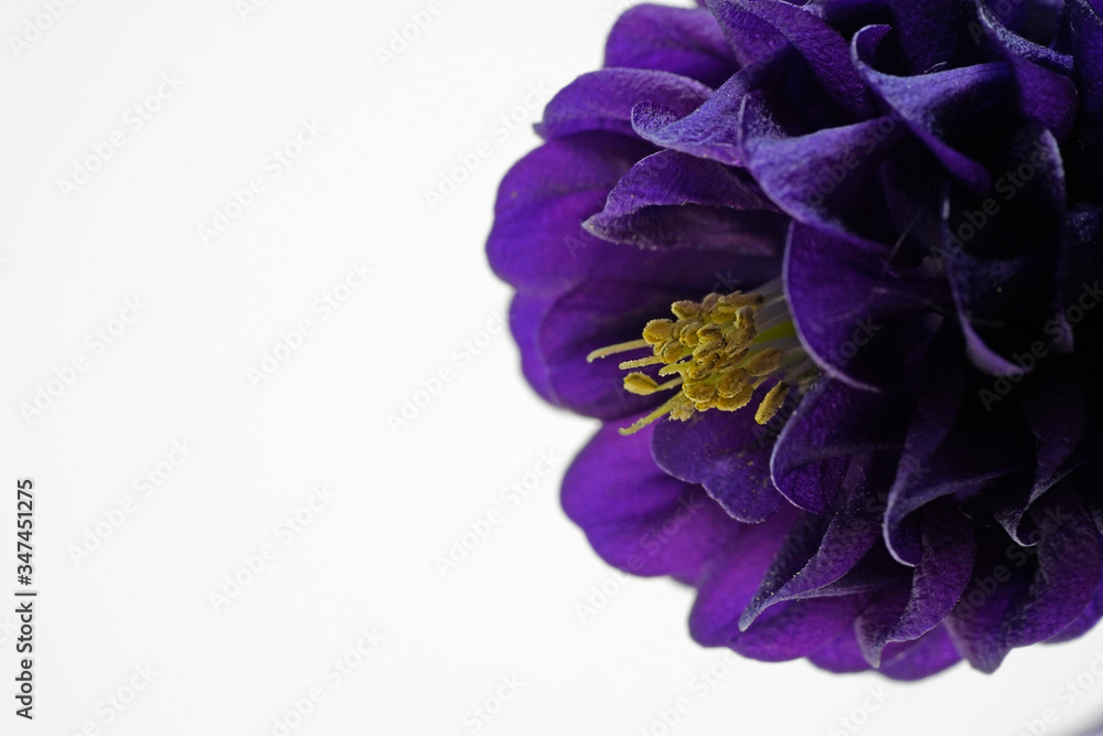 Violet flower on white background, horizontal. Violet flower on white background, horizontal.