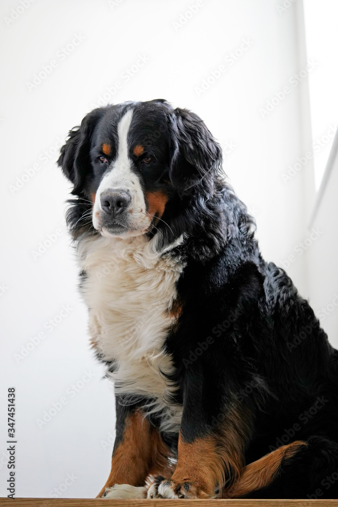 Bernese Mountain Dog sitting on the stairs, looking down. 