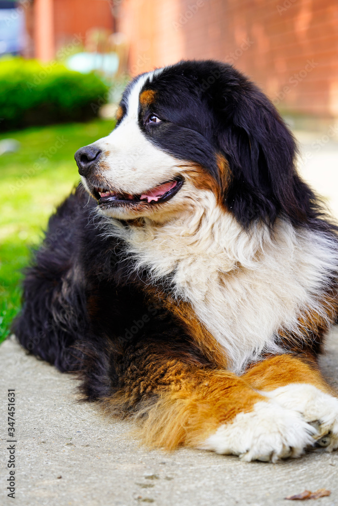The portrait of Bernese Mountain Dog. 