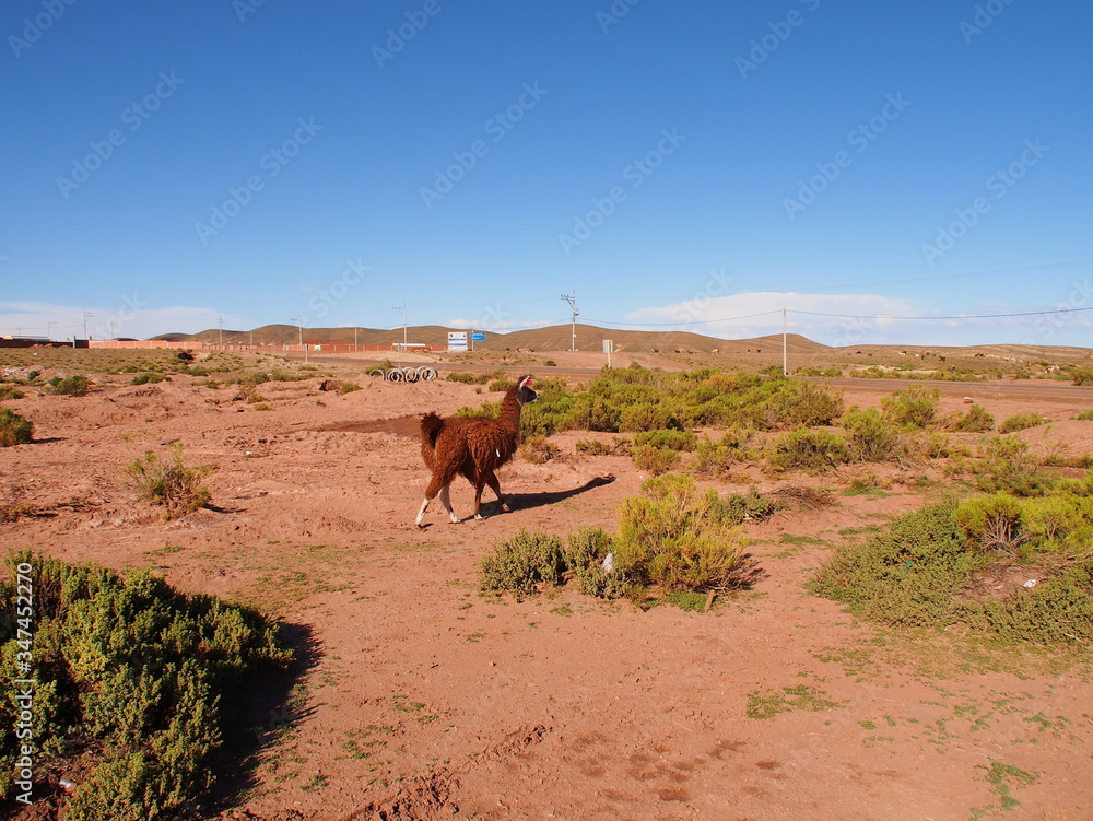 Brown alpaca is walking on the field in Bolivia Brown alpaca is walking on the field in Bolivia