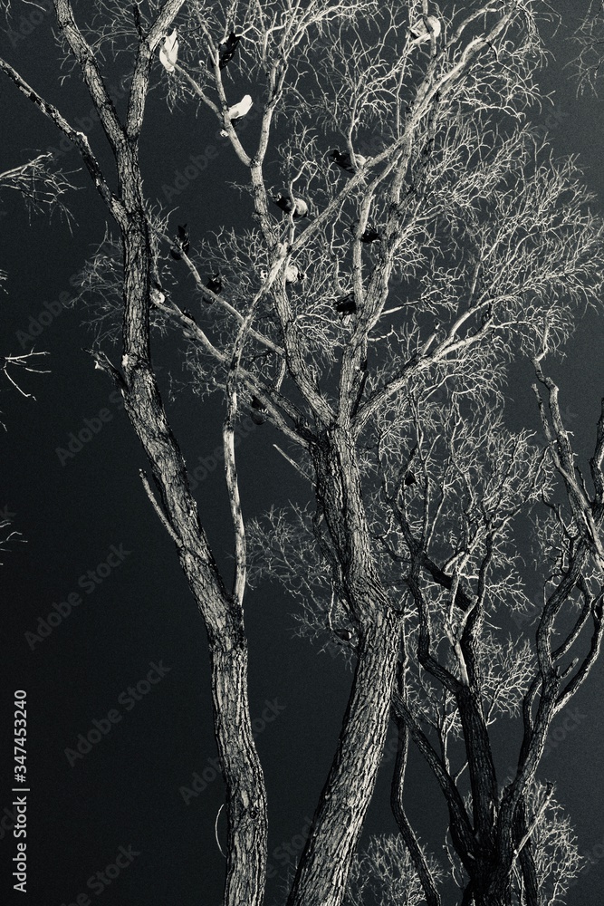 Fototapeta premium trees