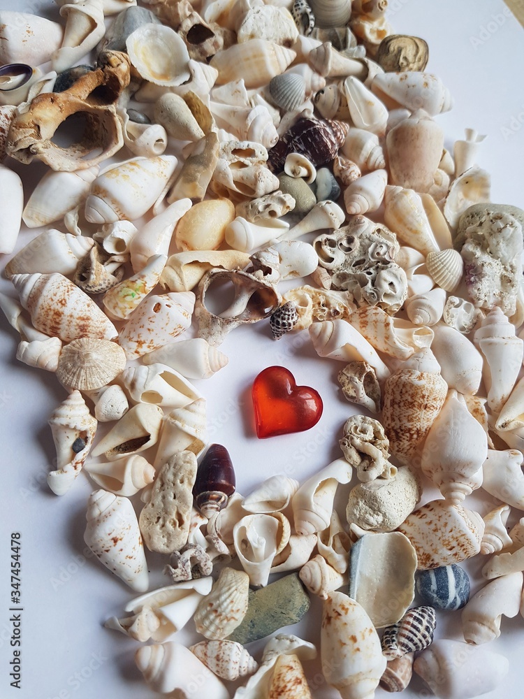Fototapeta premium The composition in the marine theme of shells and a red heart on white paper background