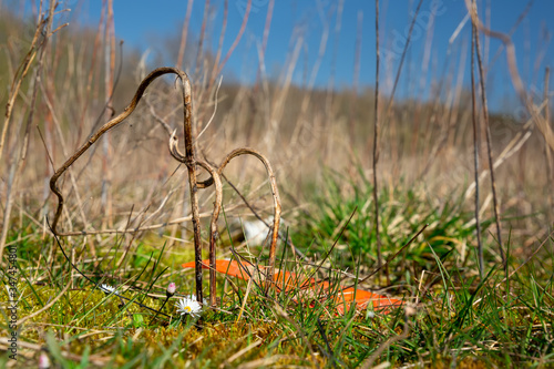 Daisies or bellis perennis with plastic waste on a covered landfill in northwest Germany
