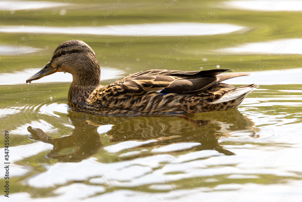 Mallard anas platyrhynchos duck swims in the pond. Sunny day. Mallard anas platyrhynchos duck swims in the pond. Sunny day.