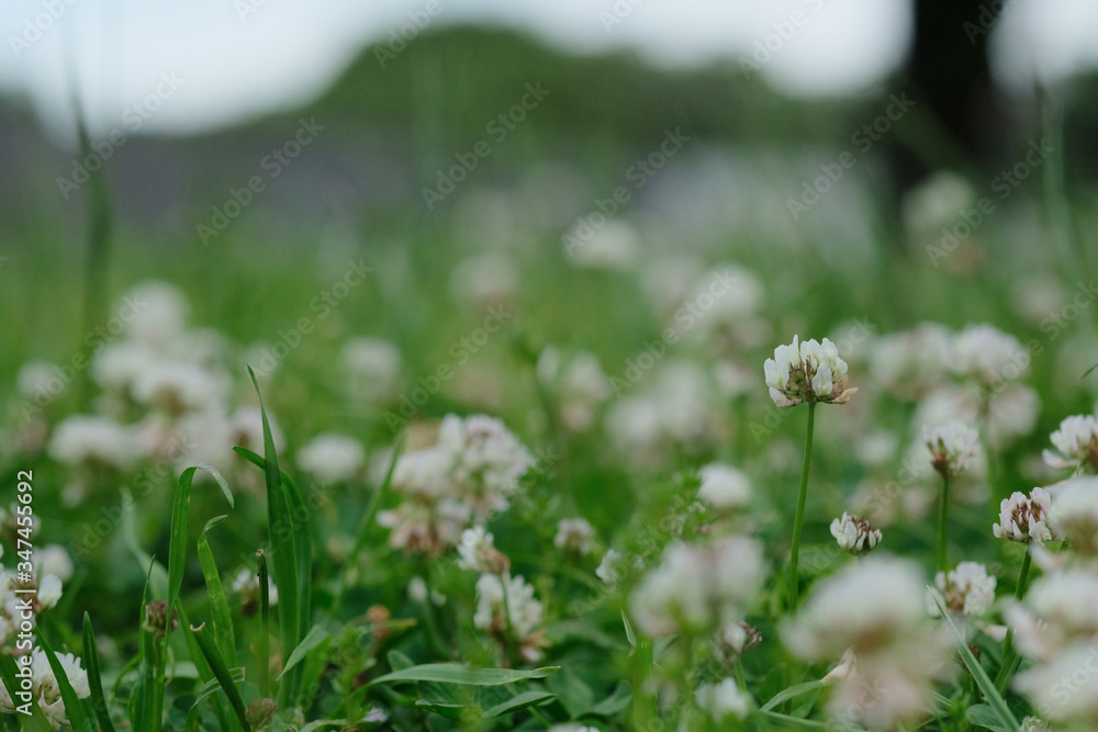 野原のシロツメクサ。White clover or Trifolium repens in grass, spring time Japan 野原のシロツメクサ。White clover or Trifolium repens in grass, spring time Japan