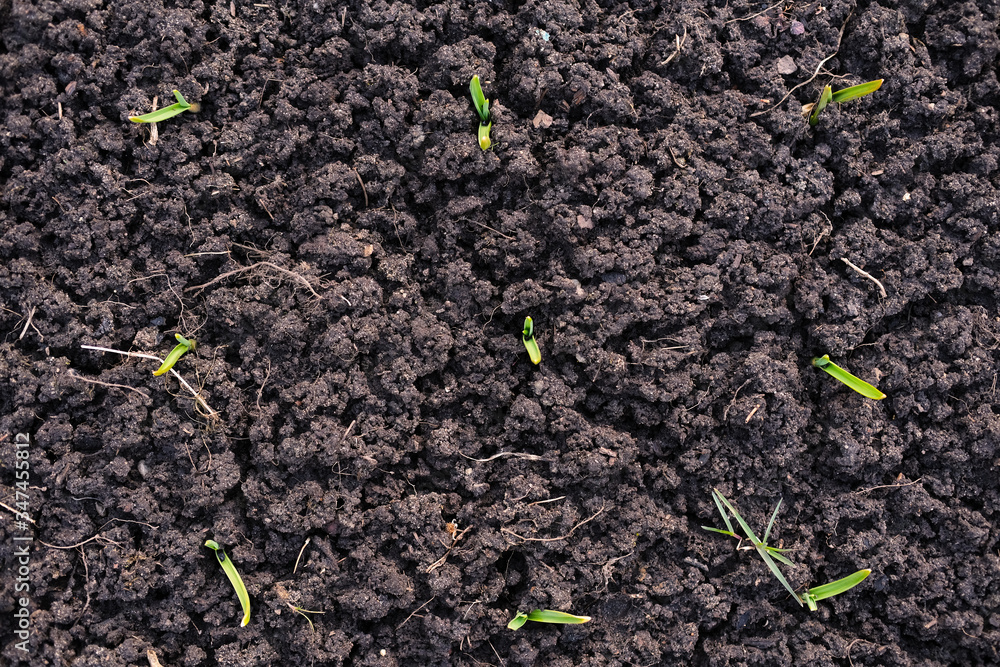 Several fresh green plant sprouts on plowed land in the garden Several fresh green plant sprouts on plowed land in the garden