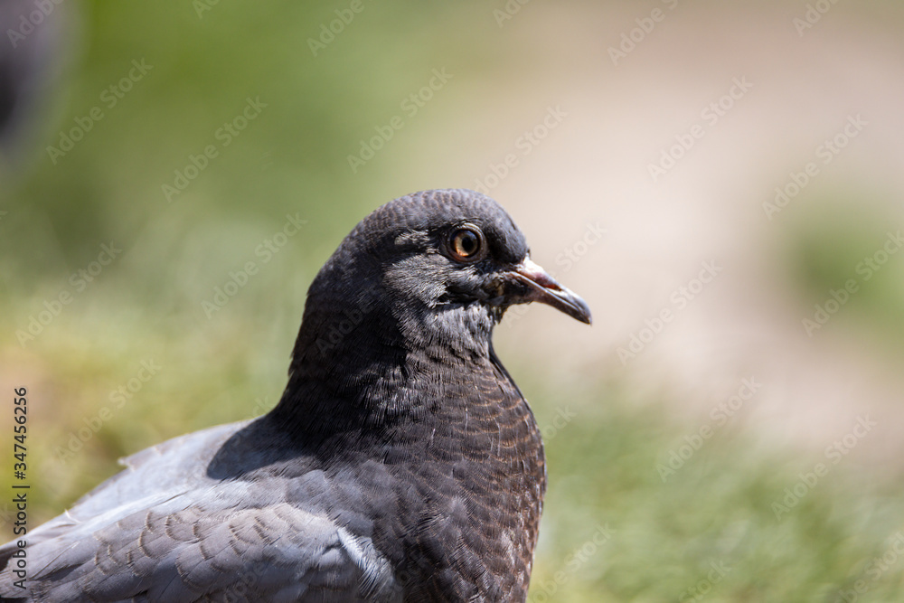 A detailed view of a pigeon in a park.