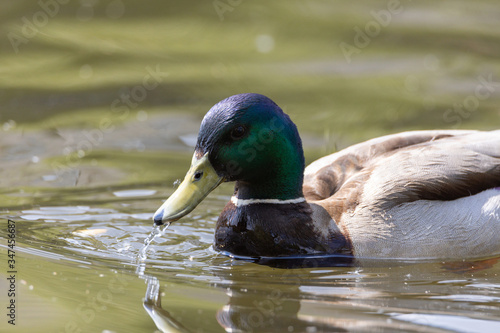 Mallard anas platyrhynchos duck swims in the pond. Sunny day.