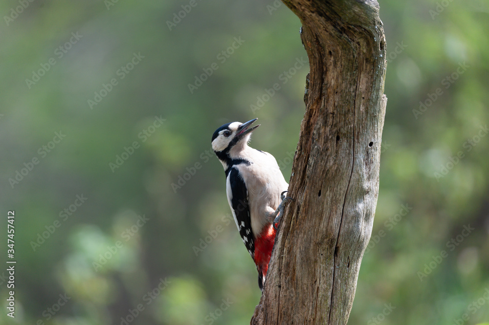Naklejka premium Buntspecht im Garten