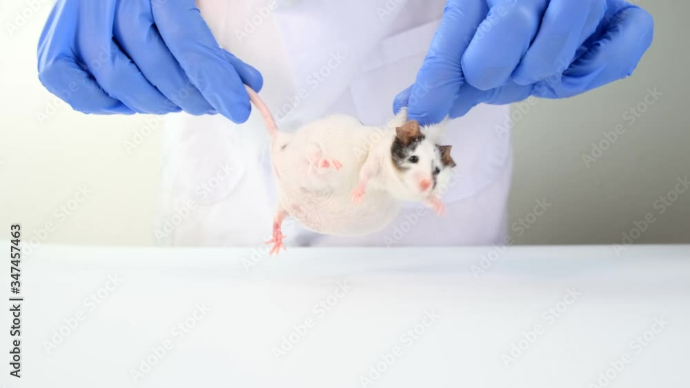 A scientist in blue gloves holding fat white and black spotted lab ...