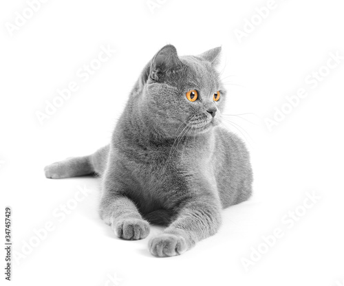 Satisfied british cat lies and smiles on a white background