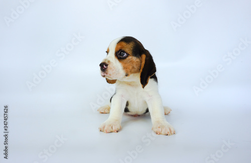 Beagle puppy on isolated background.Cute dog picture have copy space for advertisement. © Thanunchai